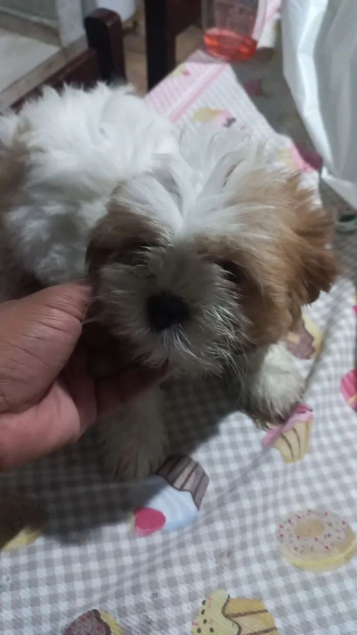 Lhasa apso - Foto 2