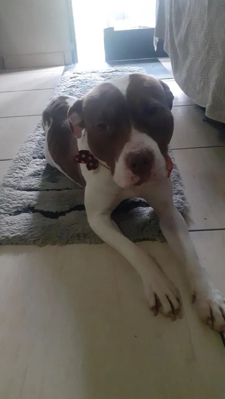 Doação  - Foto 4