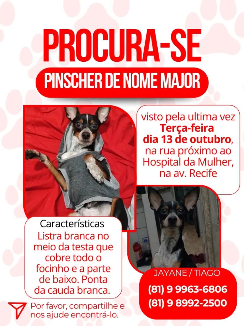 Pinscher 