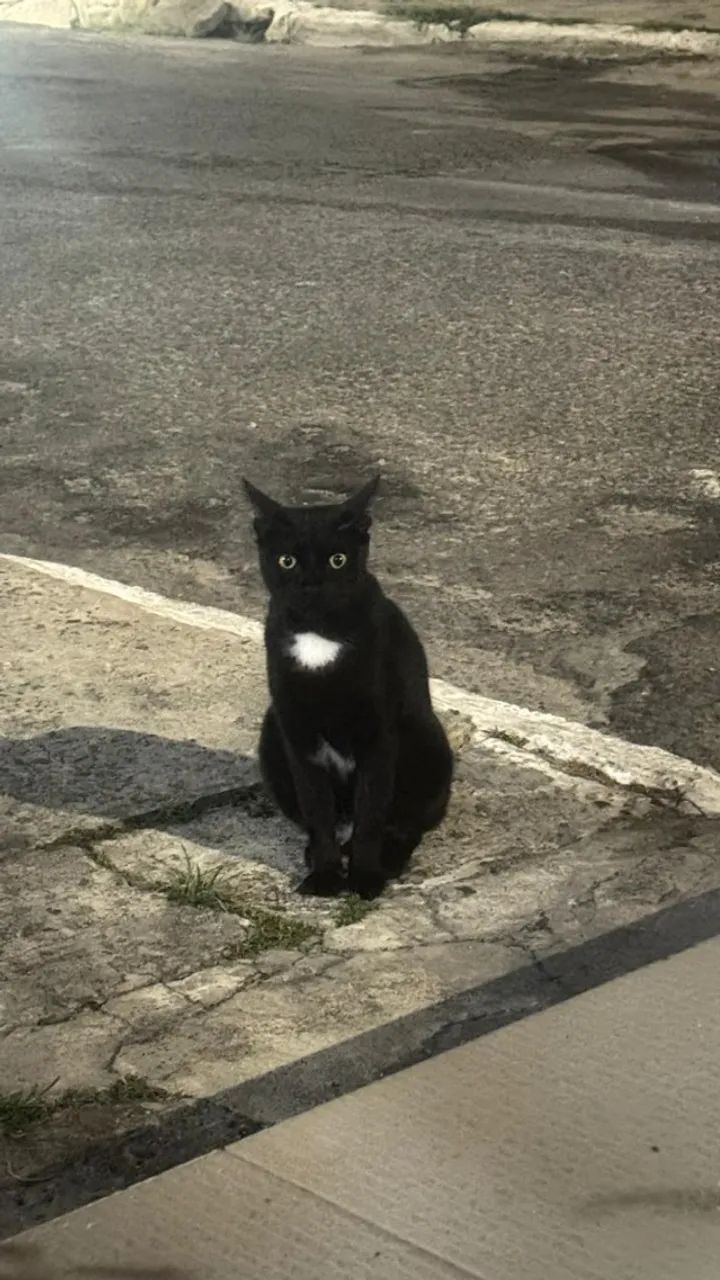 Gatinha castrada
