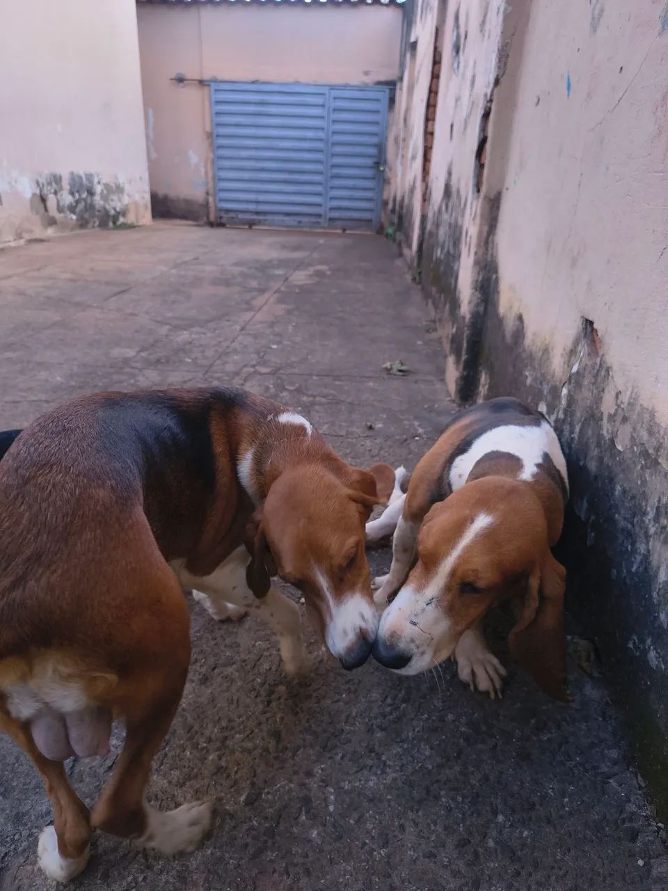 Cachorro 