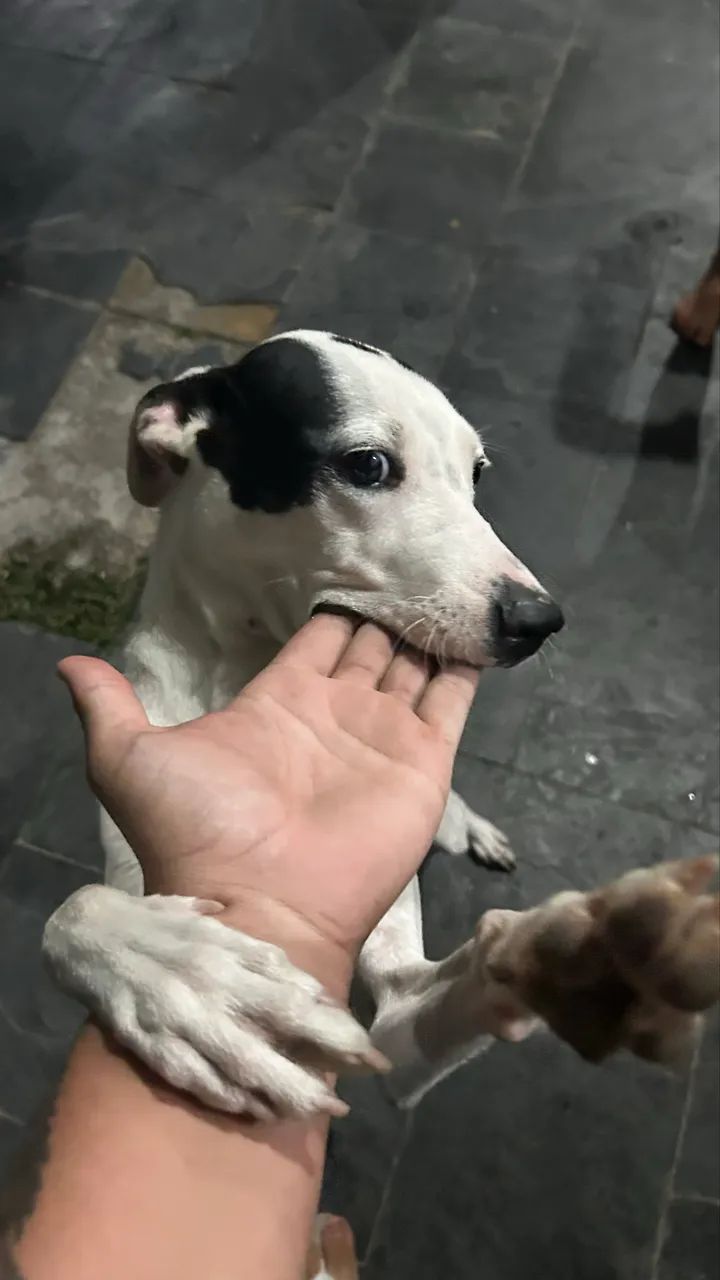 Doação de pet 
