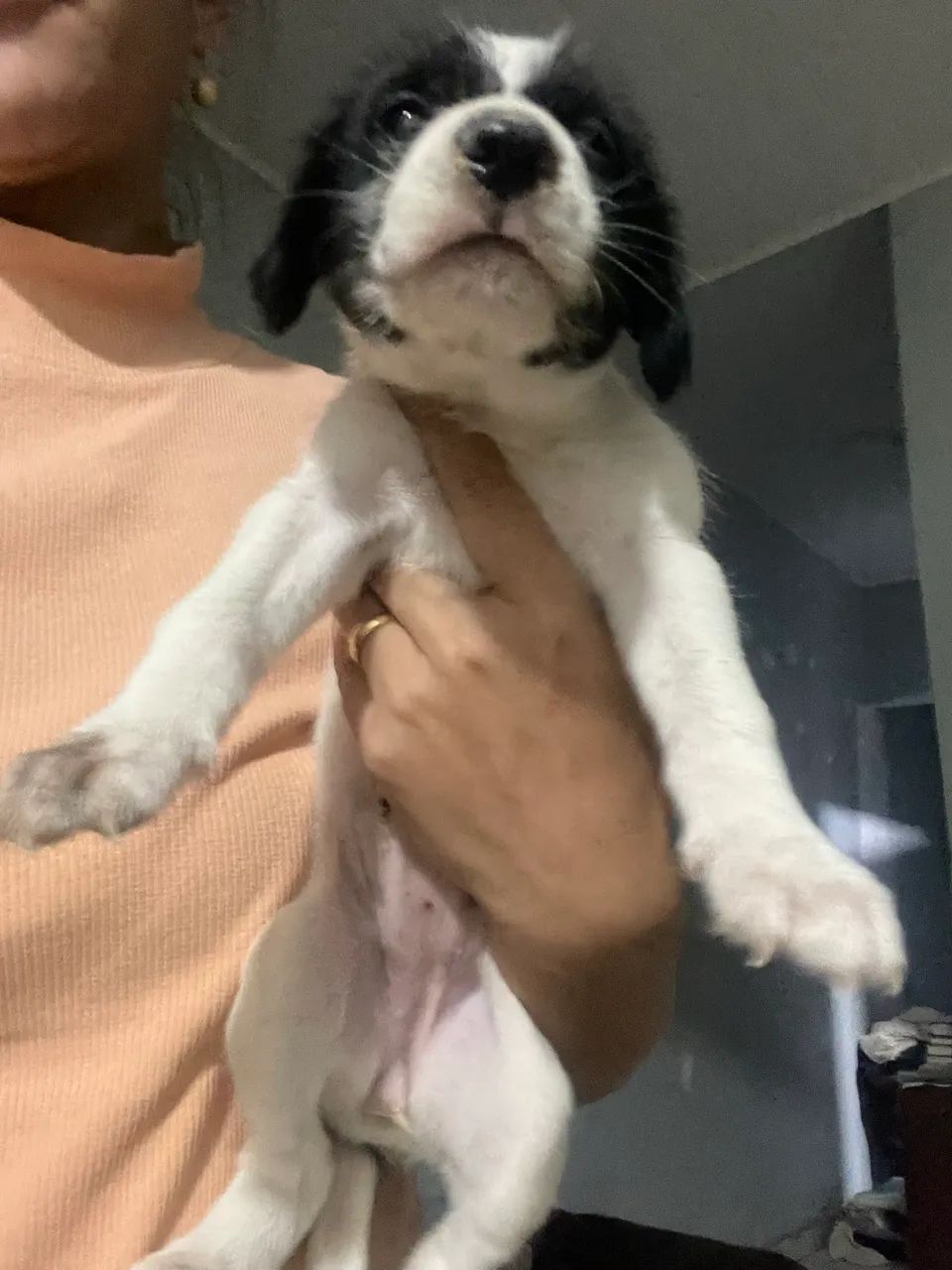 Adoção responsável  - Foto 2