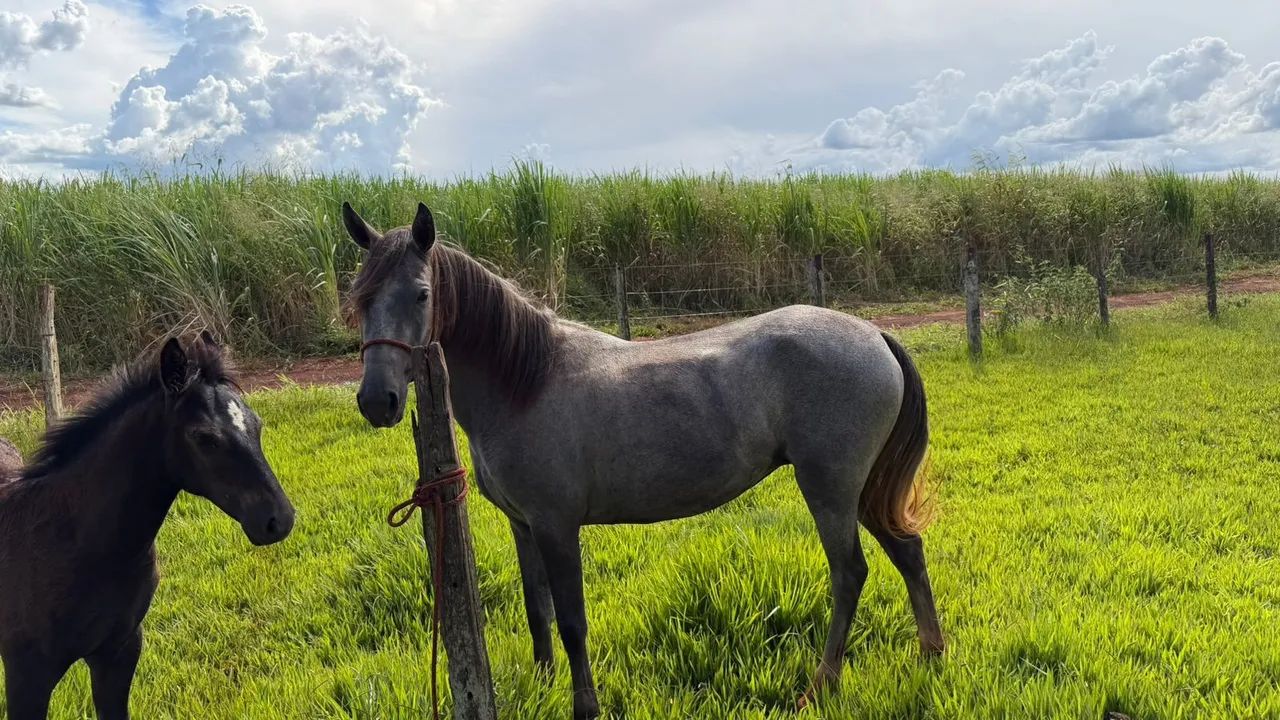 Vendo égua com a potra ! É mansa, mas ainda está com meia doma !  - Foto 5