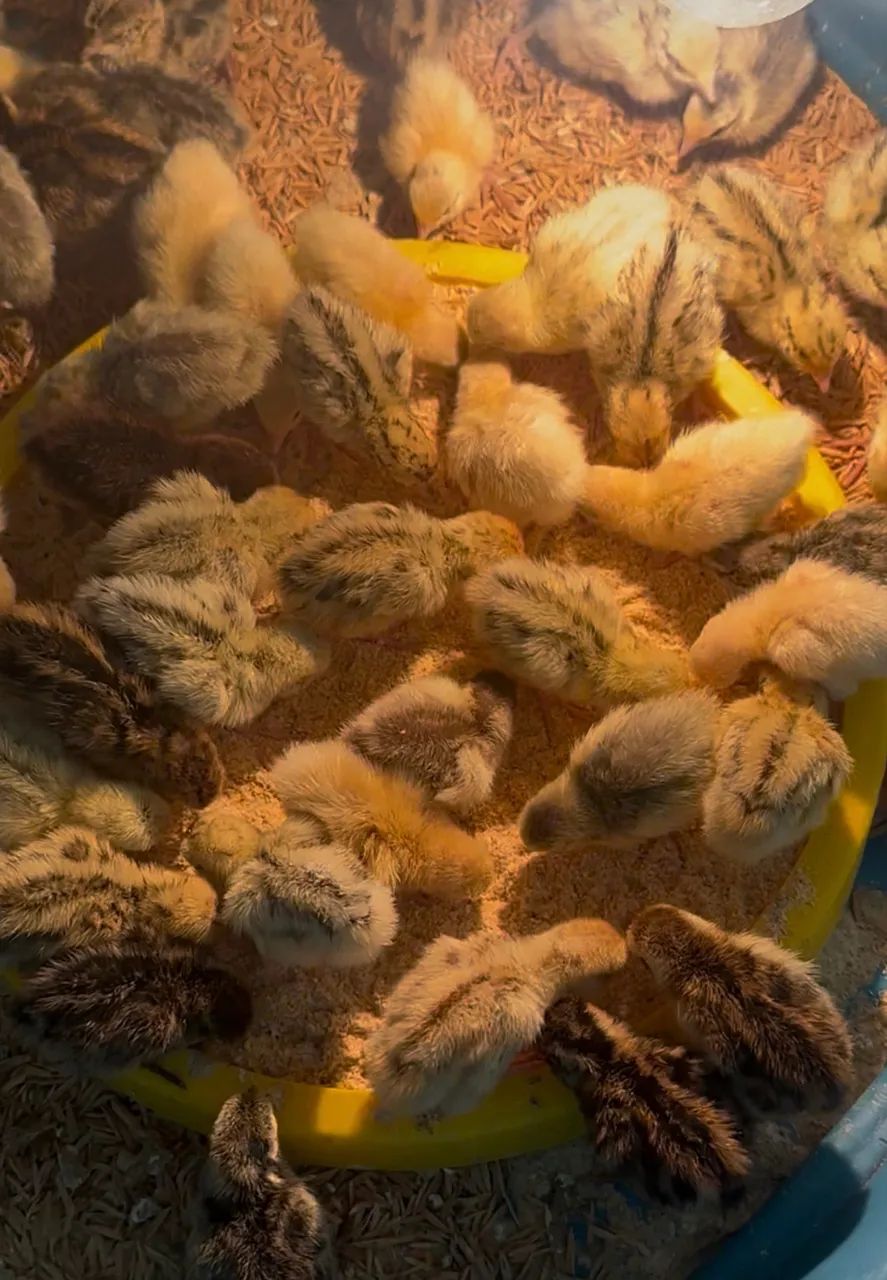 Pintinhos de codorna Gigantes  - Foto 5
