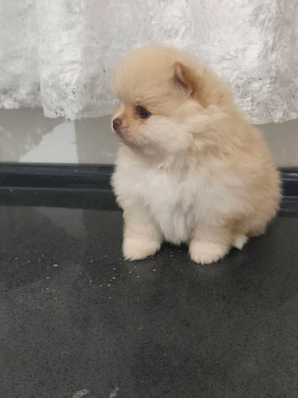 Spitz alemão  - Foto 3