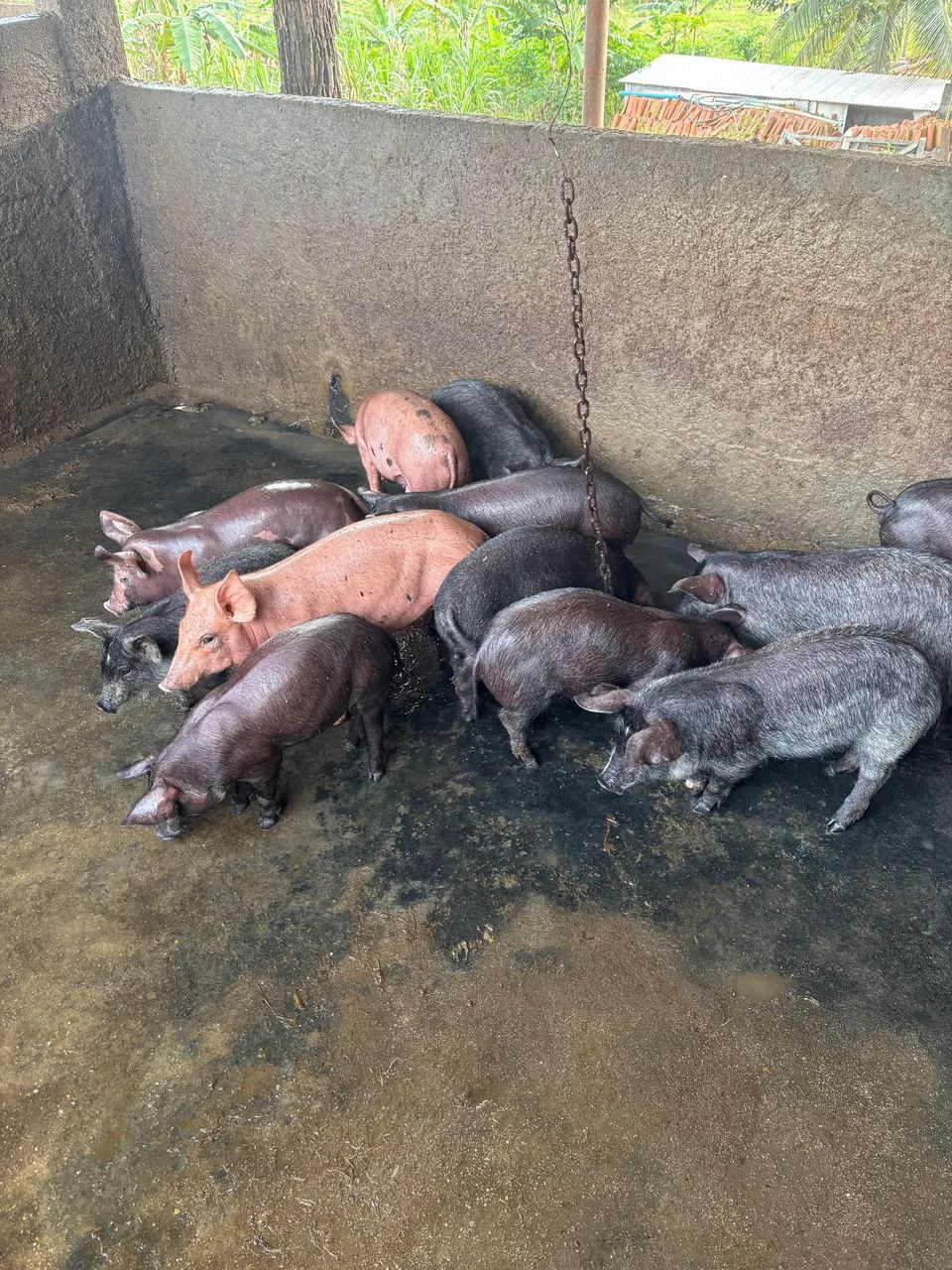 Leitão  - Foto 3