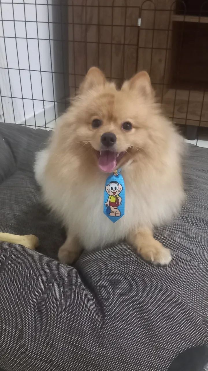 Vendo cachorro Spitz Alemão 