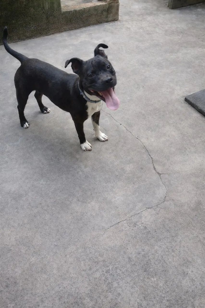 Hospedagem domiciliar pet  - Foto 5
