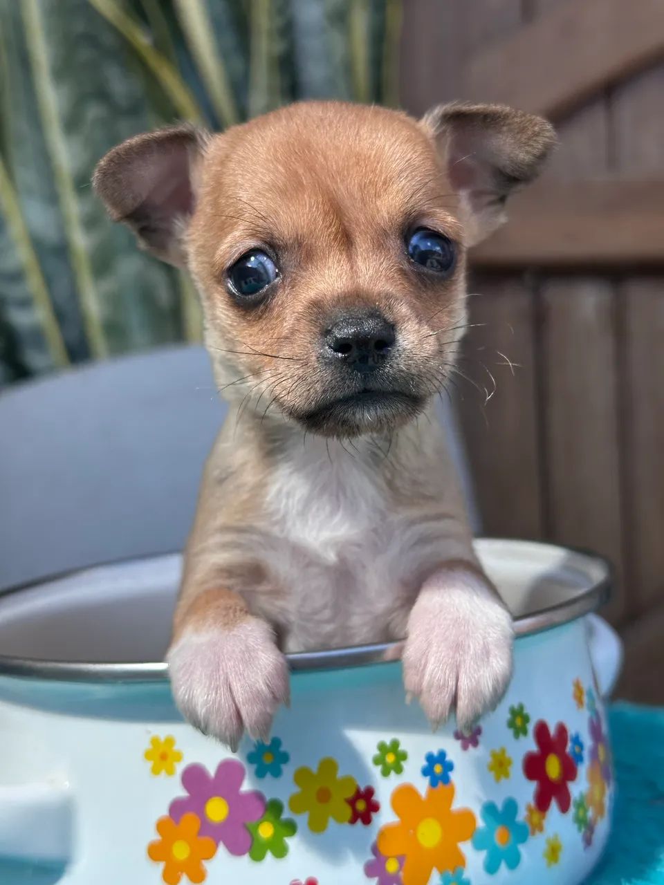 Pinscher  - Foto 4