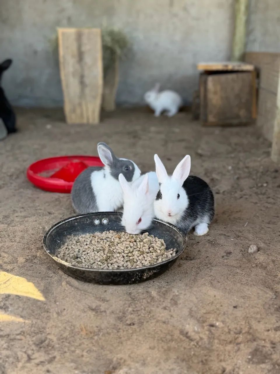 Mini coelho  - Foto 3