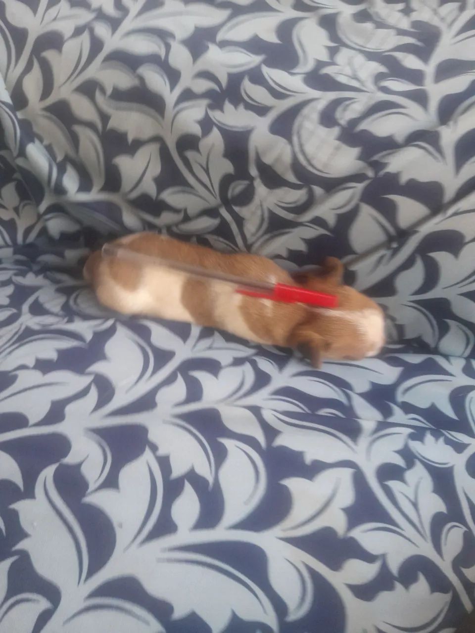 Cachorro  - Foto 3