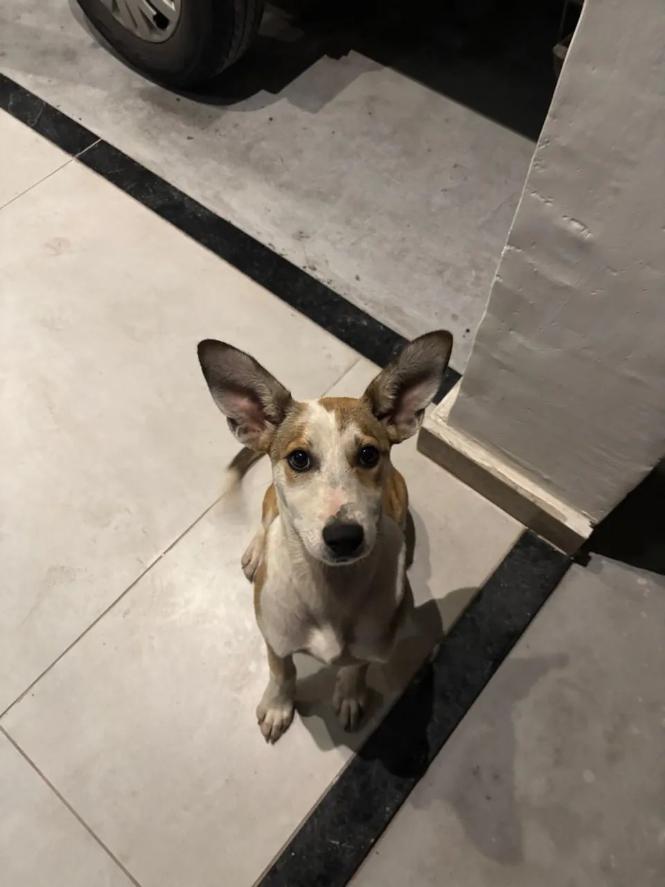 Adoção  - Foto 3