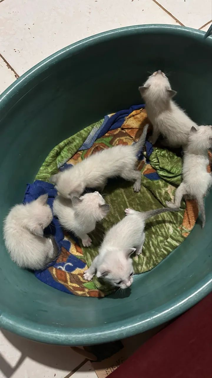 DOAÇÃO DE GATINHAS FÊMEAS  - Foto 2