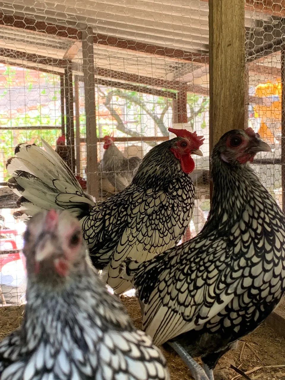 Terno de Galinha Sebrait Prata em postura - Foto 2