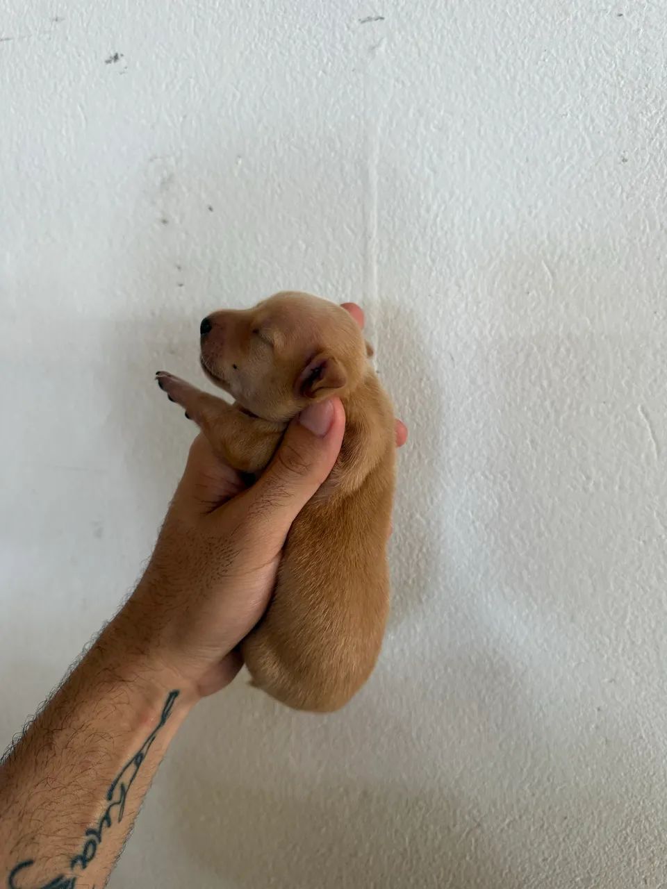 Pincher n0com1  - Foto 4