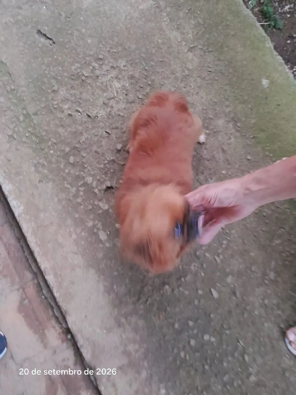 cachorro - Foto 2