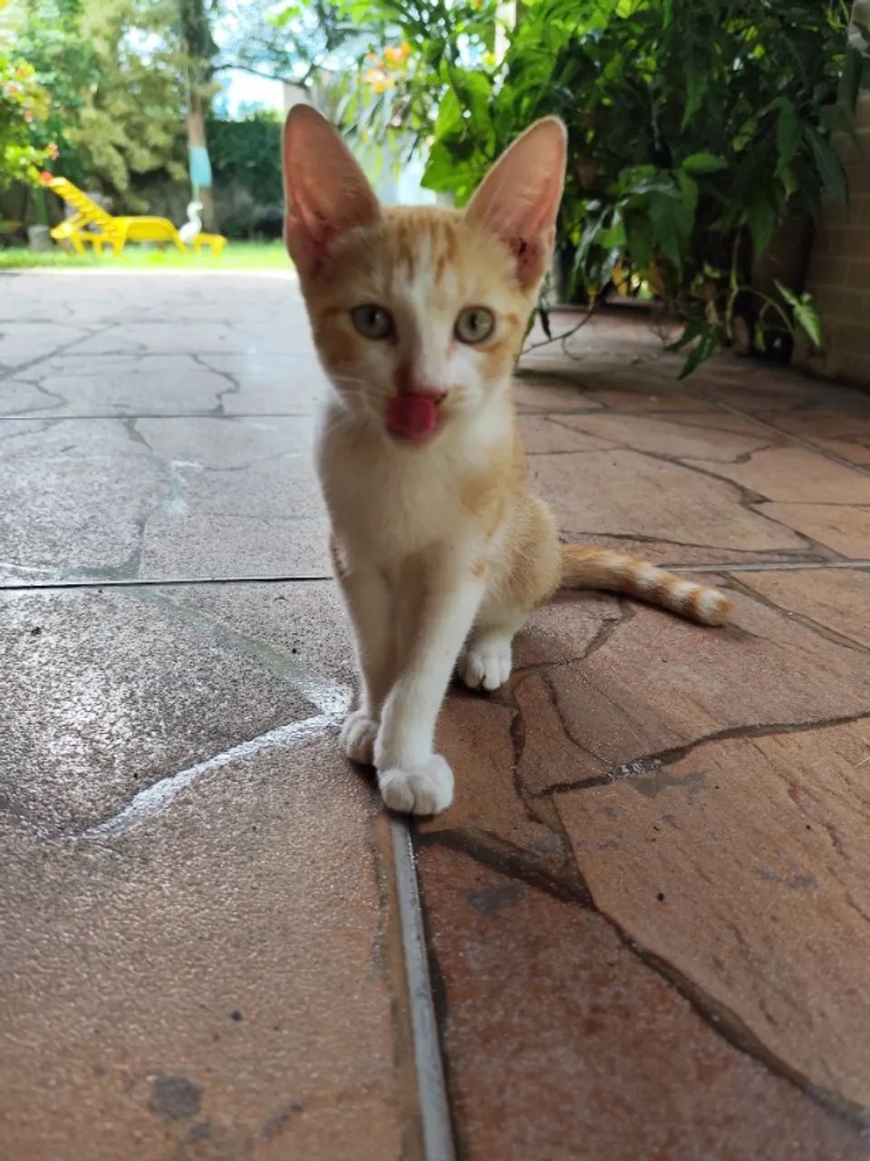 Doação de gato Rio de Janeiro  - Foto 3