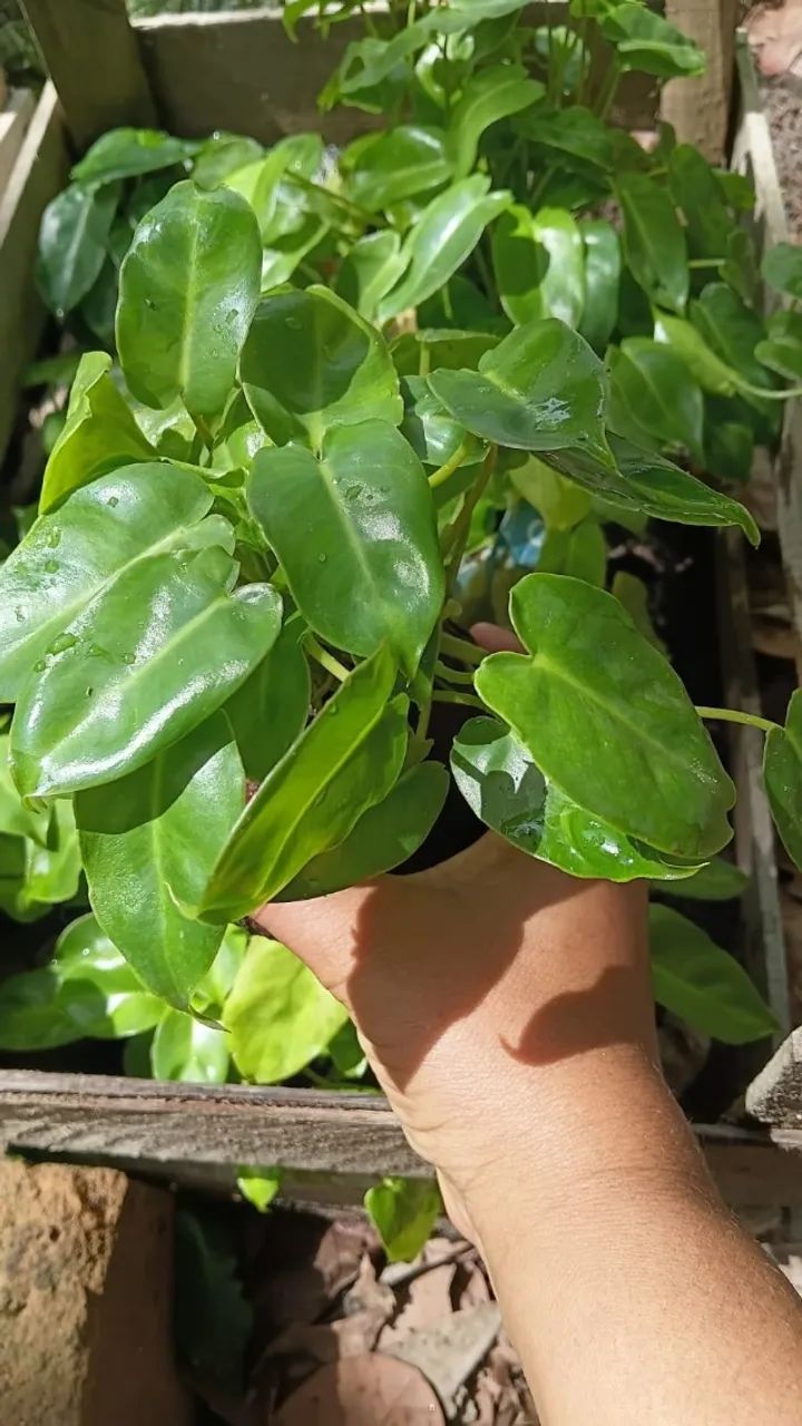  plantas ornamentais