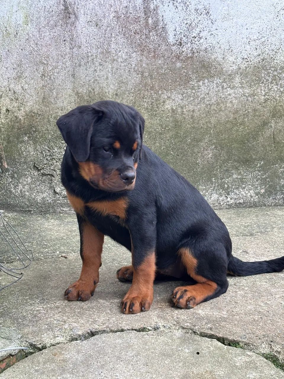 Filhotes de rottweiler com PEDIGREE  - Foto 4