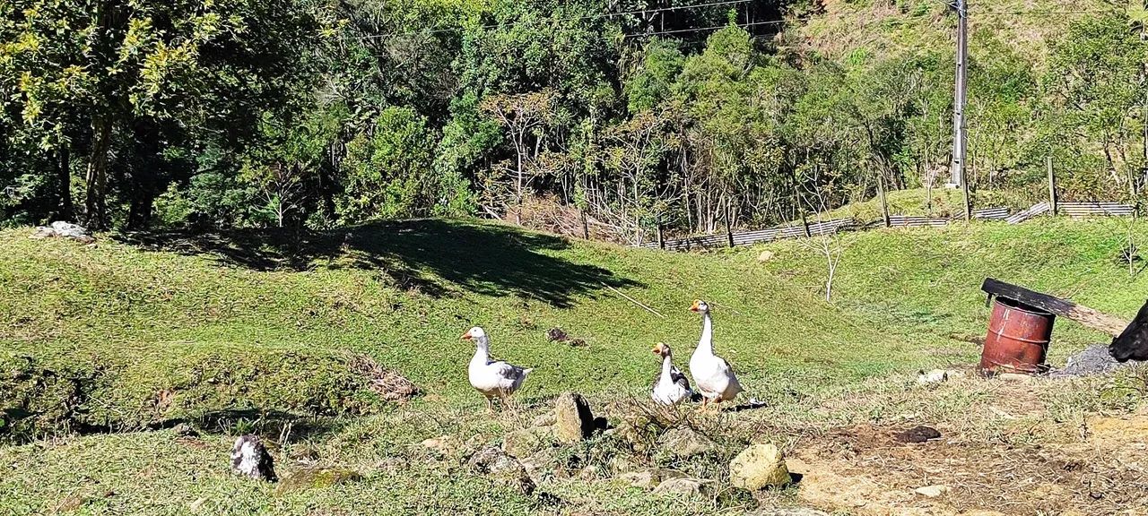 SÓ HOJE (animais) - Foto 3