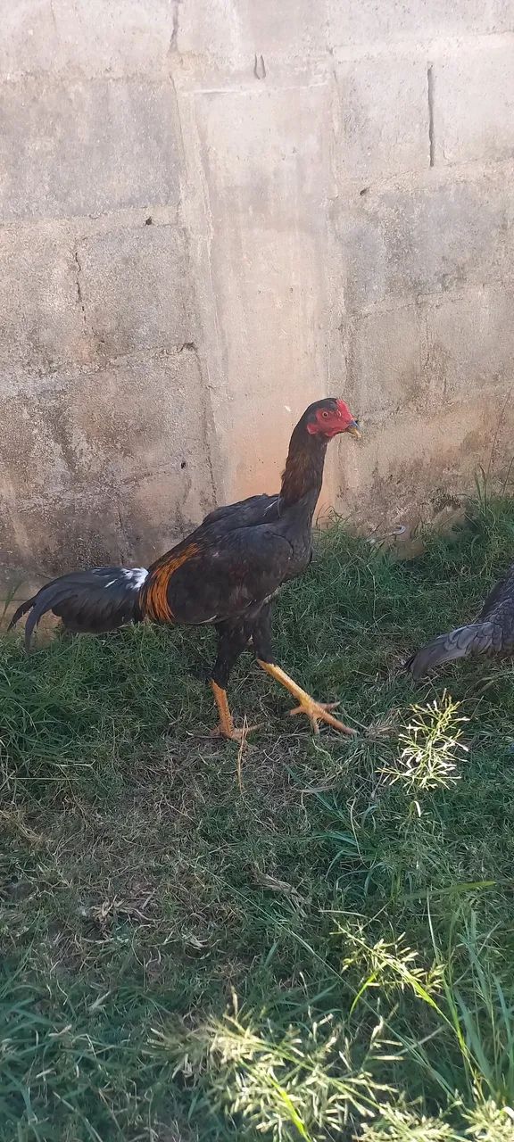 Frangas e frango índio  - Foto 3