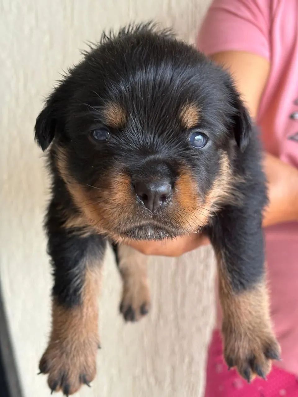 Rottweiler  - Foto 2