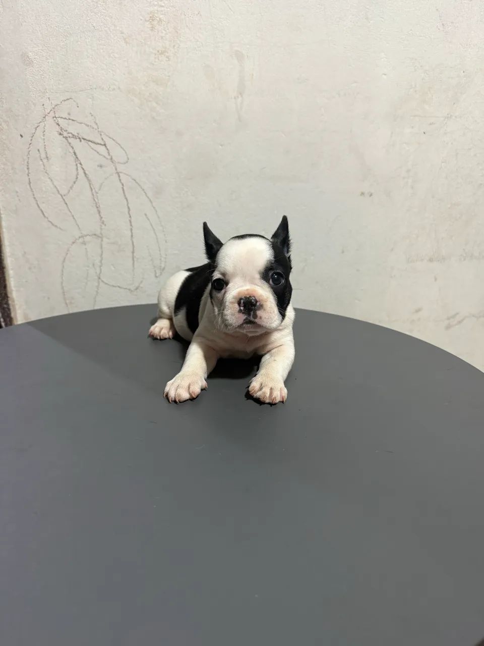 Buldogue francês  - Foto 2