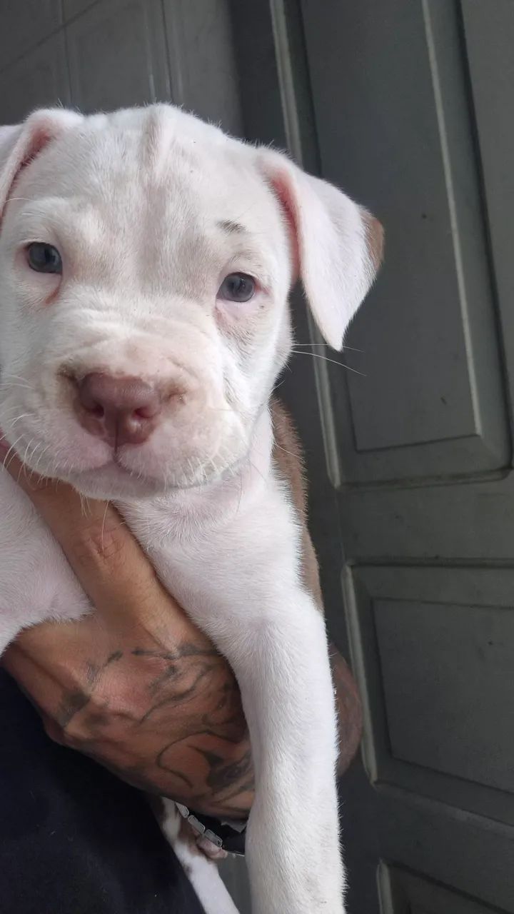 Filhotes de pitbull  - Foto 2