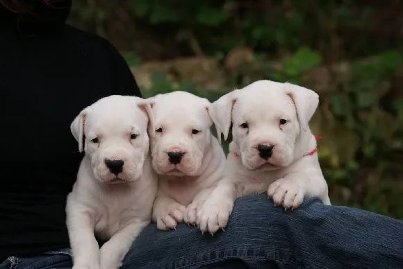 Dogo Argentino 