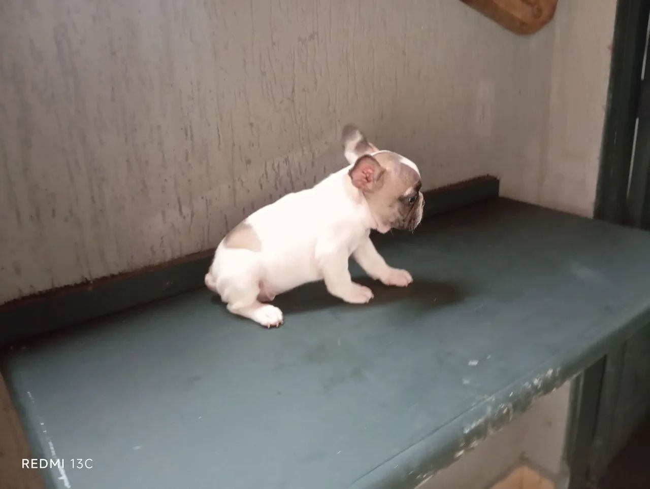 Lindo Filhote de Bulldog Francês  - Foto 3