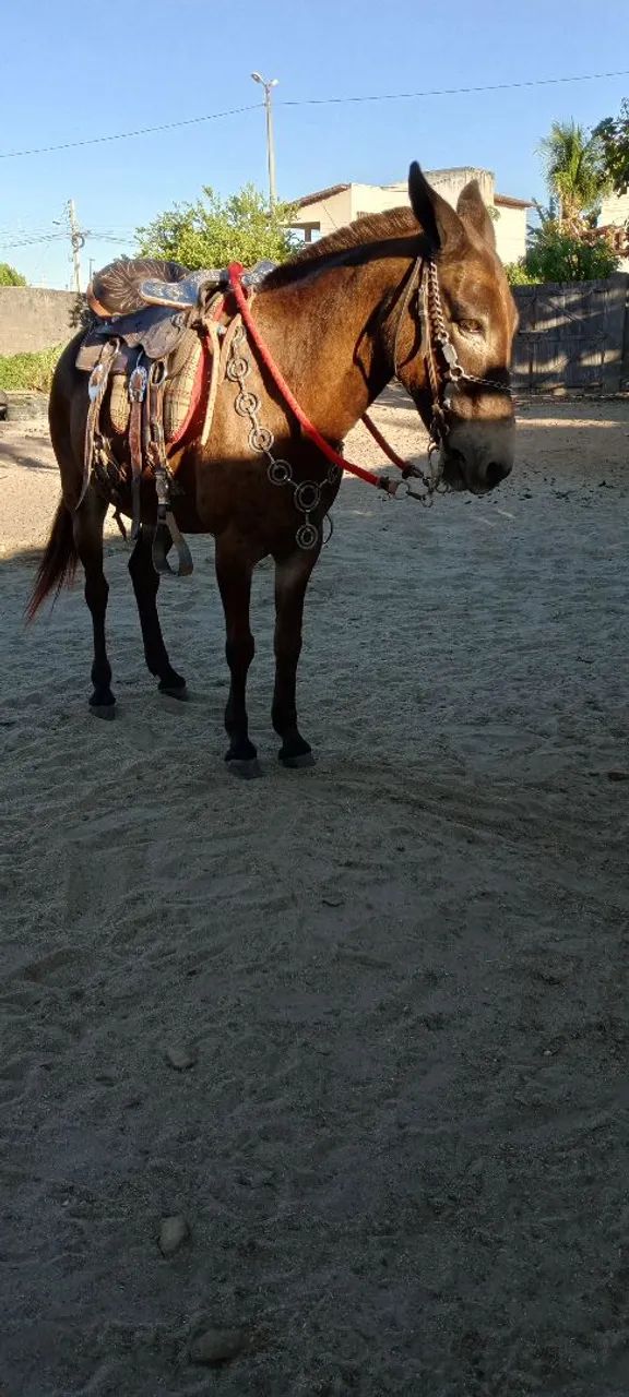 Burro Machador  - Foto 5