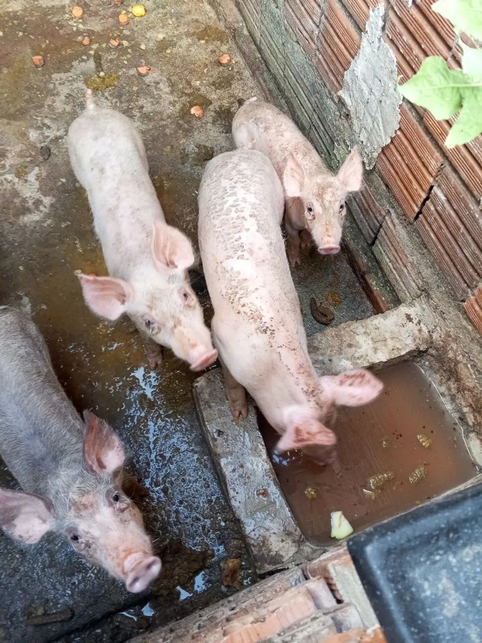Bacurins a Venda - Foto 5