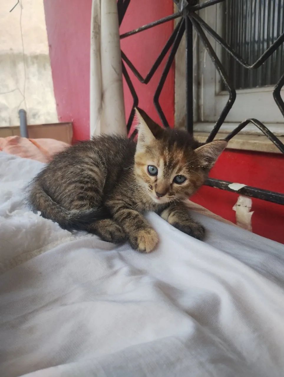 Gatinhos para adoção  - Foto 3