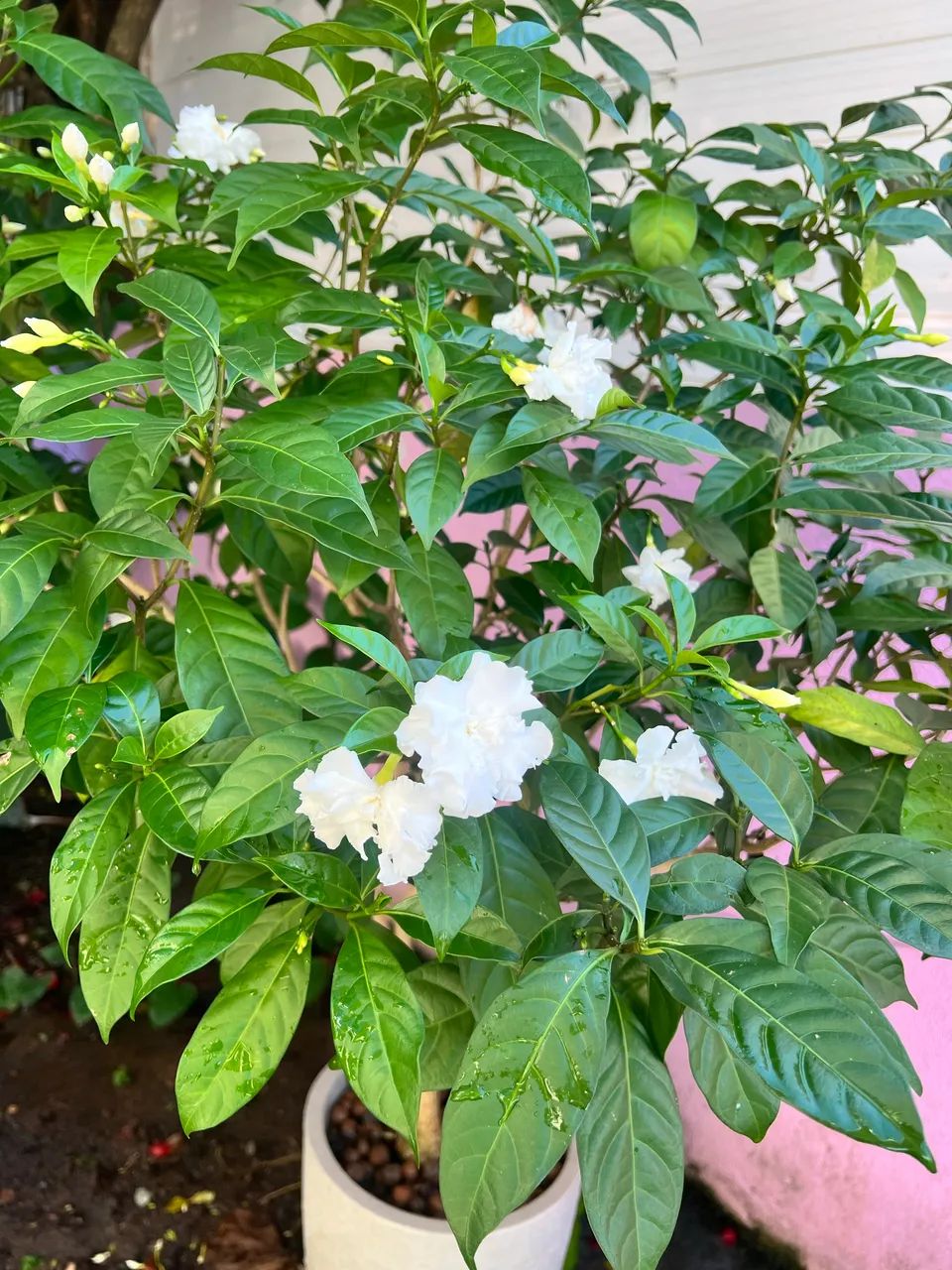 Jasmim planta já florindo com o vaso