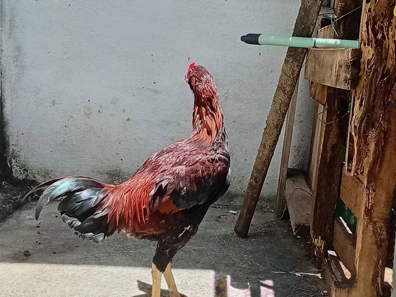 Frango caipira graudo - Foto 2