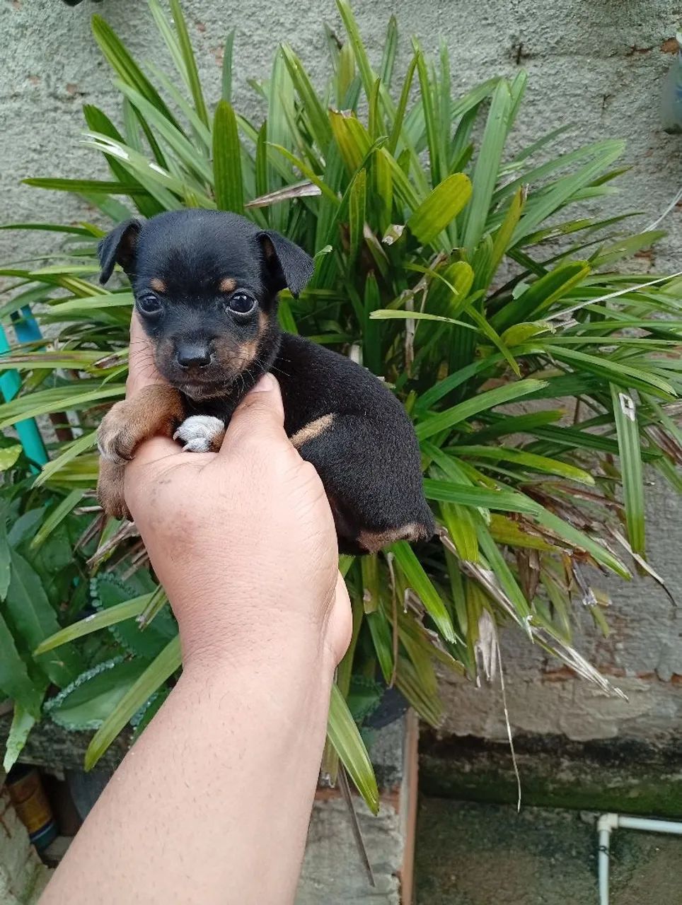 Pinscher  número 0 - Foto 2