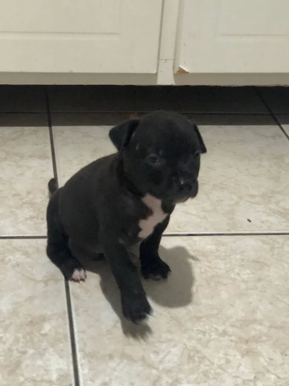 Pitbull filhote  - Foto 3