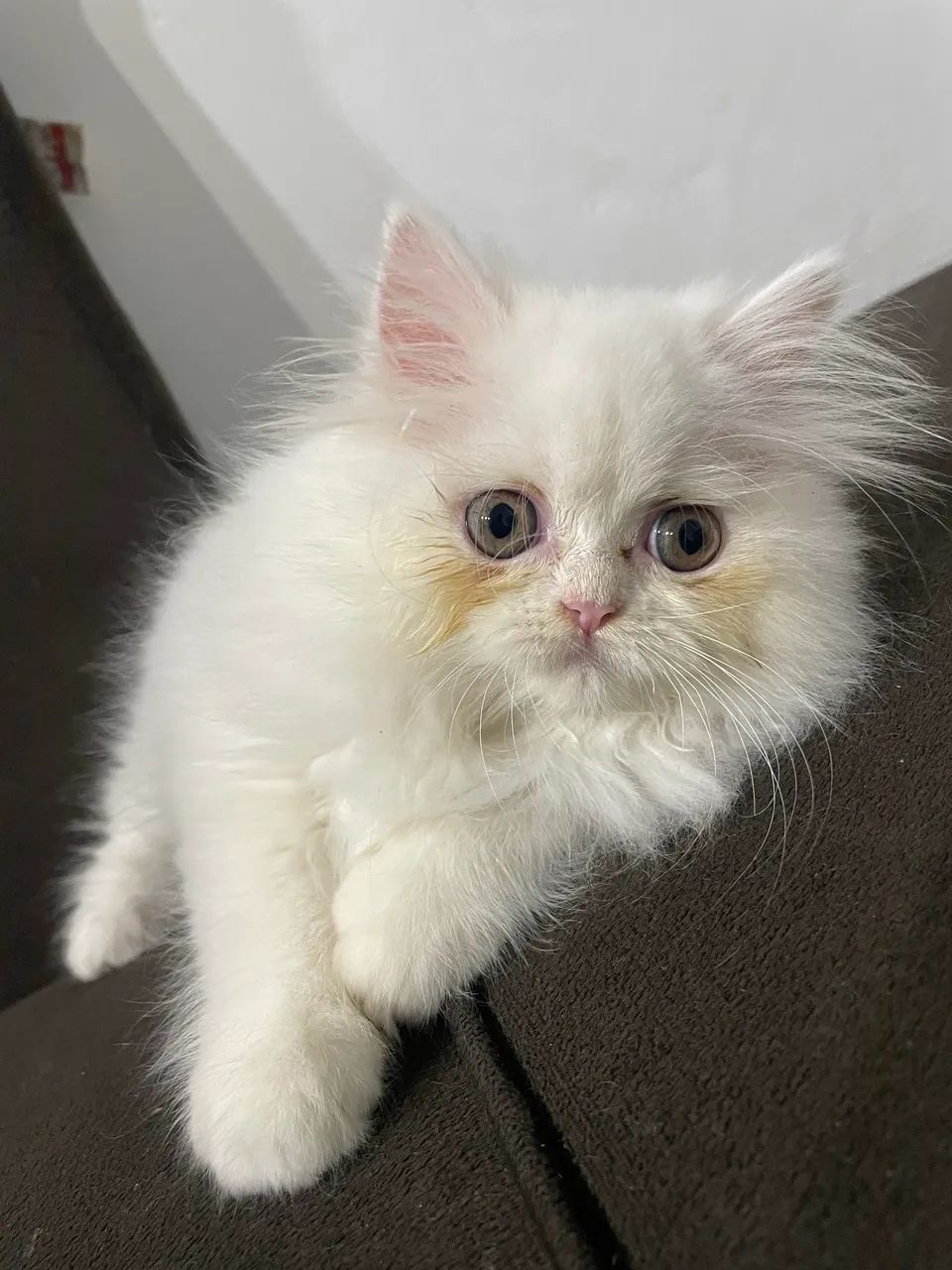 Persa pet  - Foto 4