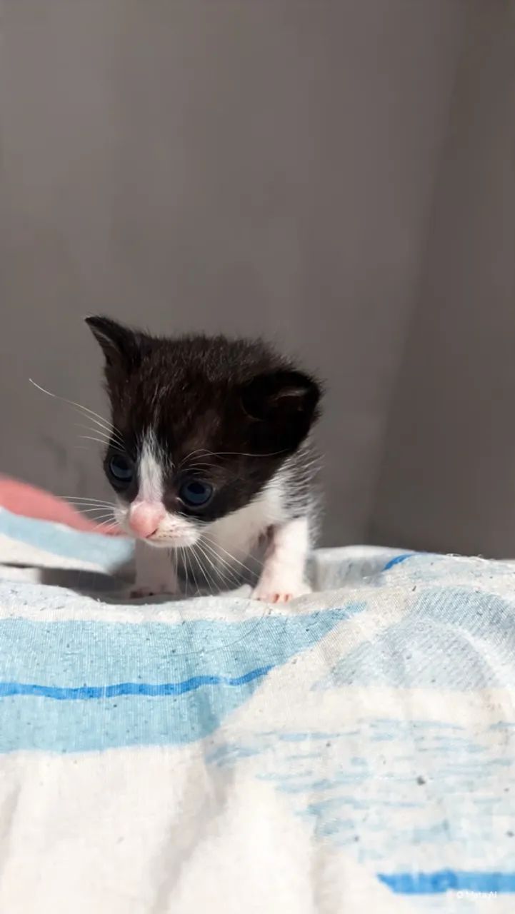 doação de gatinhos  - Foto 3