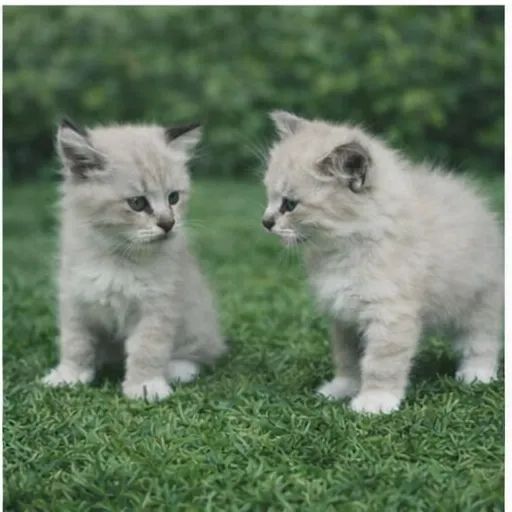 Gatinhos fofinhos - Foto 5