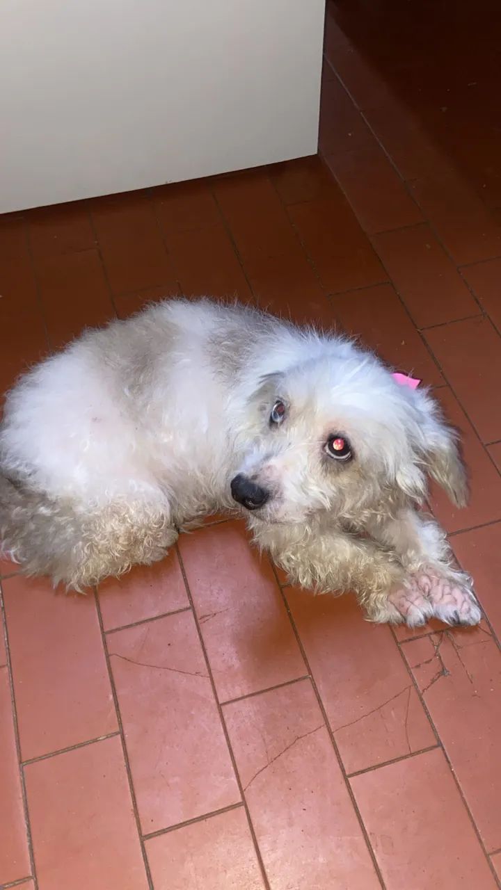 CACHORRINHA PARA DOAÇÃO  - Foto 2