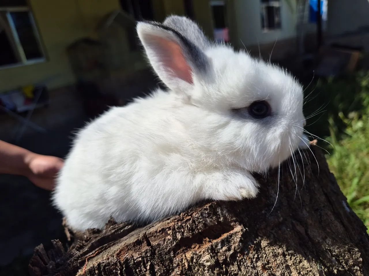Coelhos  - Foto 2