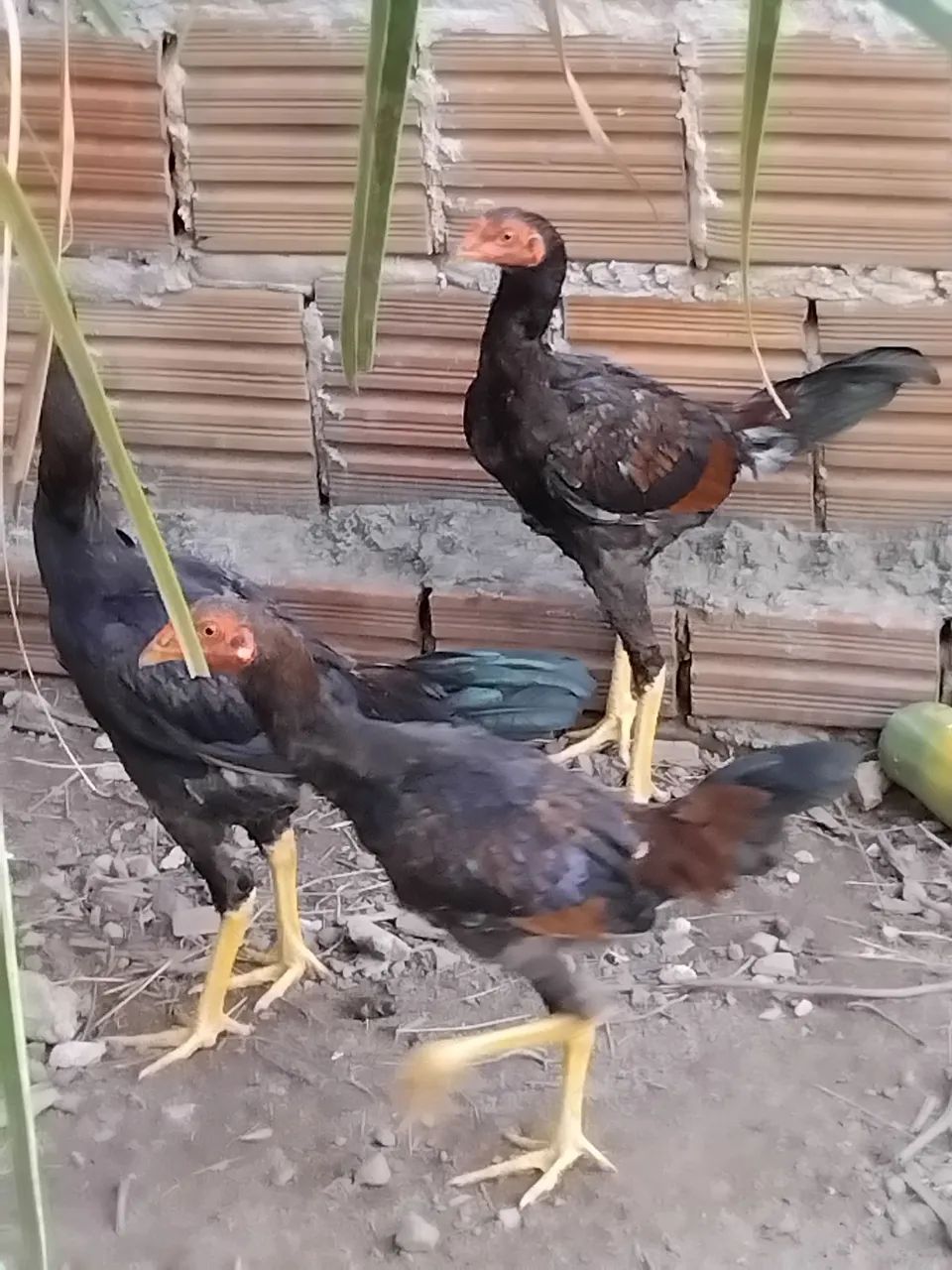 Frango e frangas - Foto 3