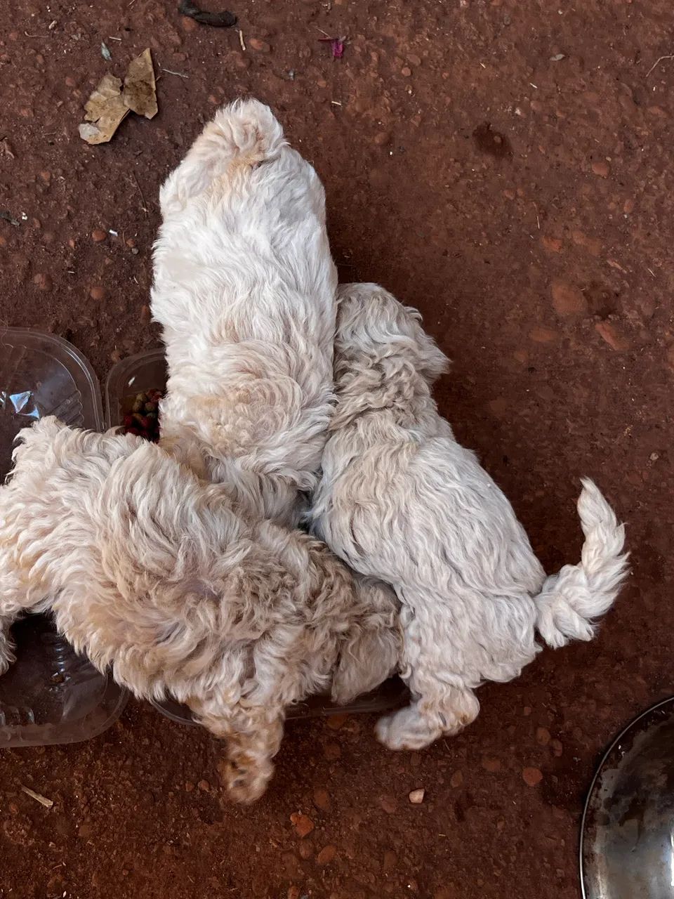 Poodles Filhotes Macho - Foto 4