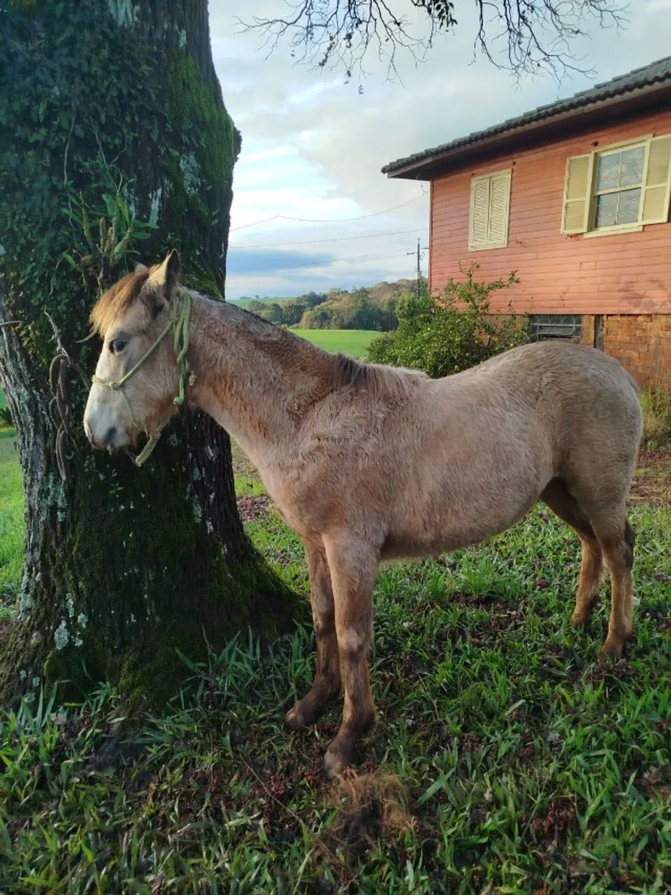 Potra Crioula - Foto 2