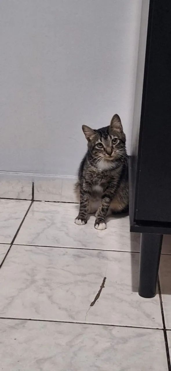 Gatinha Dócil para adoção - Foto 2