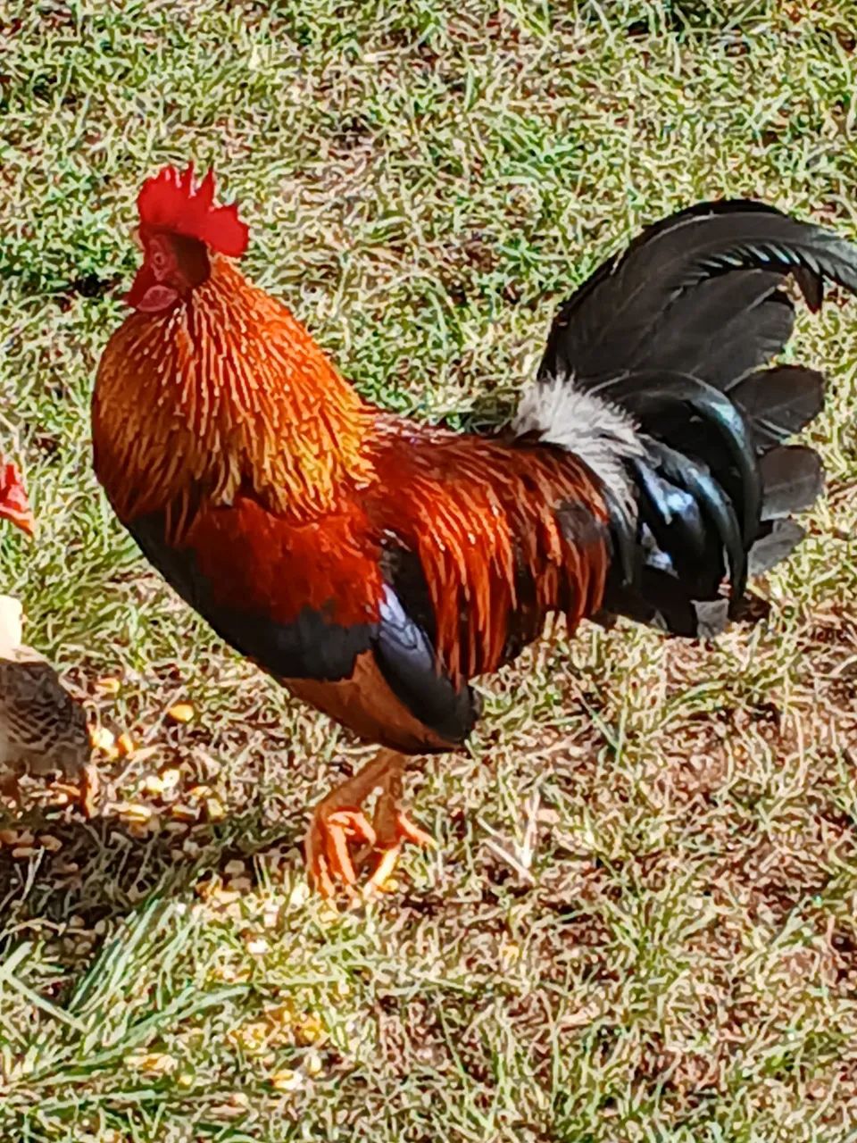 Galos - Foto 3