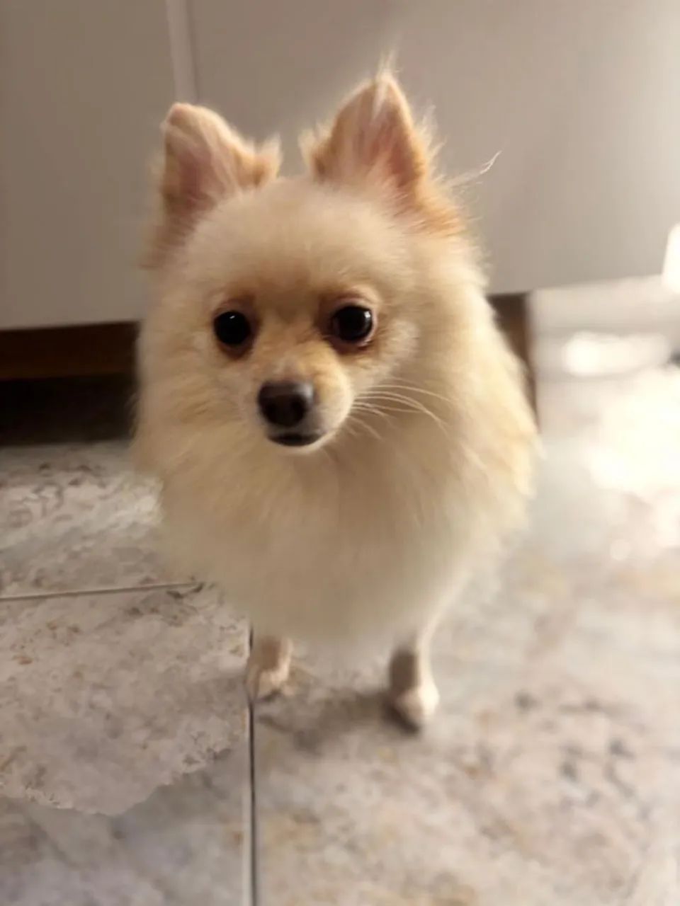 Filhote Spitz Alemão Anão (macho) - Foto 3