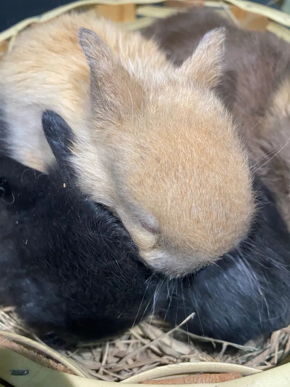 Mini coelho NETHERLAND Dwarf - Foto 5
